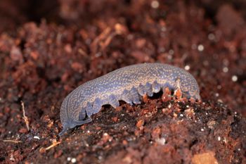 Media type: image;   Invertebrate Zoology 168056 Description: Digital photograph of specimen in life.;